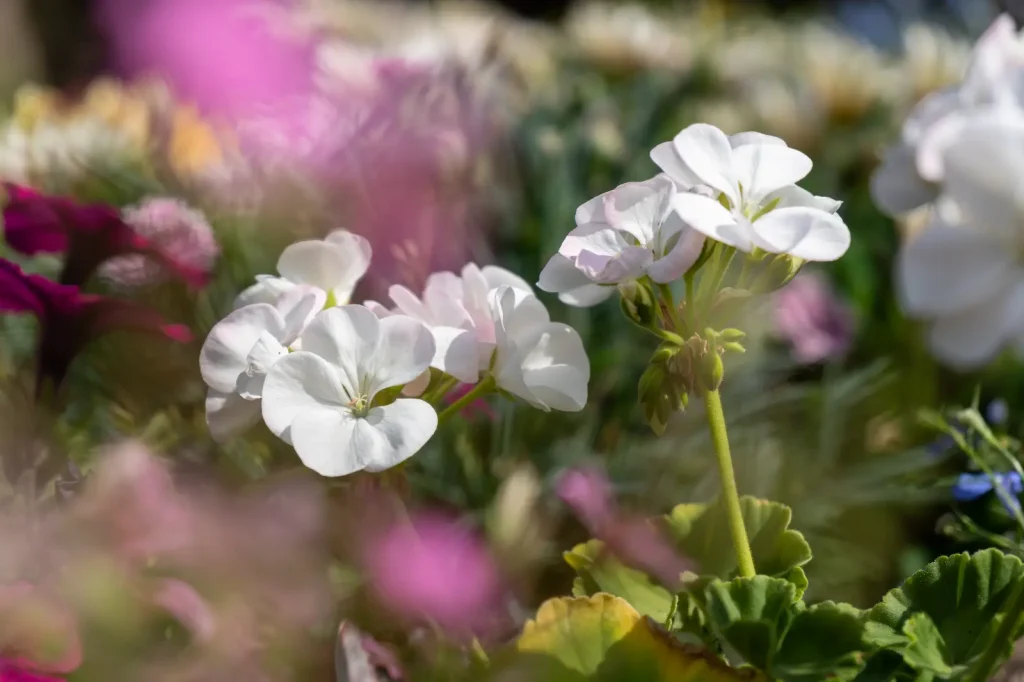 Close-up of white geranium flowers in bloom at Belhus Park Community Garden