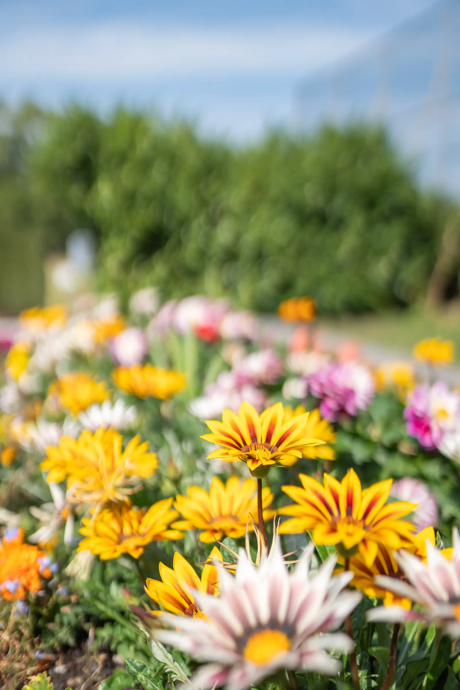 Vibrant raised flower bed with yellow and pink gazanias and mixed summer blooms at Belhus Park Community Garden