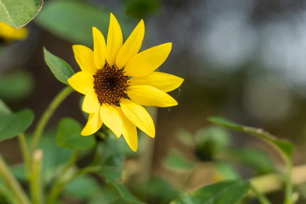Single sunflower in bloom with a soft green background at Belhus Park Community Garden